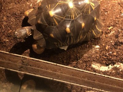 Projektový den - Krokodýlí ZOO