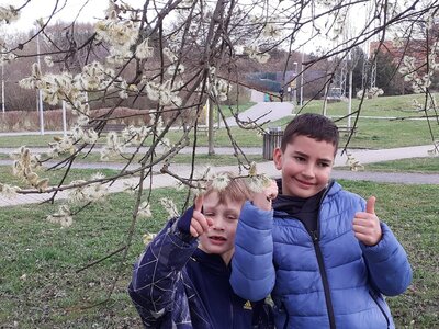 Dubnové přírodovědné procházky - kvetoucí stromy a keře.