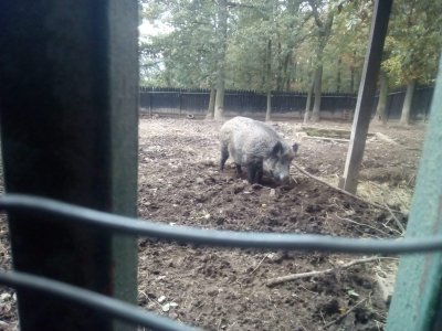 1. projektový den - Chuchelský háj