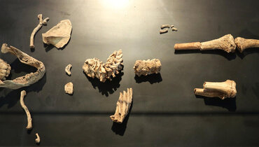 Výstava Lucy & Selam v NM